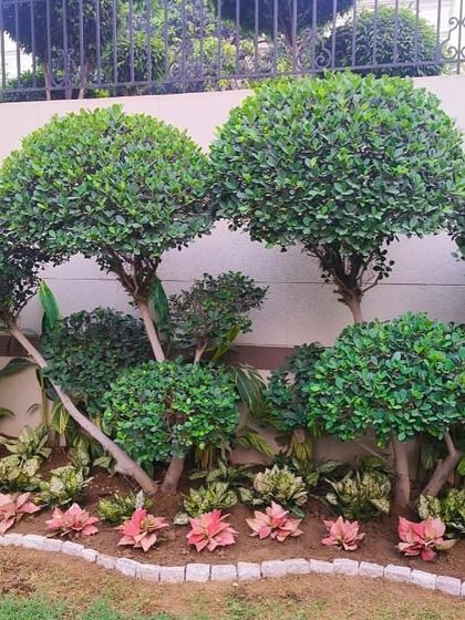 The finished look of a curved garden bed, featuring beautifully shaped topiary trees and a neat border of pink-leafed plants.