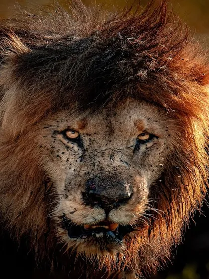 The piercing, fearless gaze of a battle-scarred lion in the Masai Mara. This intense, close-up portrait captures the raw power and untamed spirit of Africa's most iconic predator.