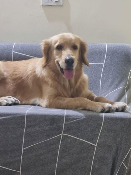 PL Paws - Dog Adoption Services Happy Tails: Our Adoptees in Their Forever Homes photo 136