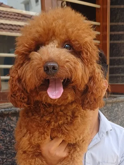 This gorgeous red Poodle is showing off his fluffy, curly coat. Poodle grooming requires special skill to achieve this kind of volume and shape, and I love working with their unique fur.