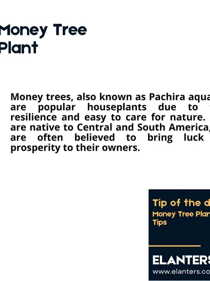 Money Tree Care Part 1: Also known as Pachira aquatica, these resilient plants are native to Central and South America and are relatively easy to care for.