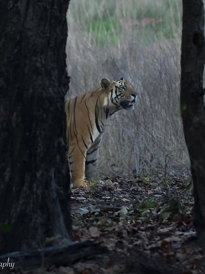 The Big Cat Diary: Tigers & Leopards photo 12