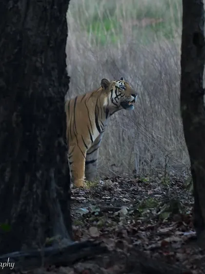 Peek-a-Tiger! A classic shot from Bandhavgarh, where a tiger peeks from behind a tree. It shows their elusive nature and how they can appear and disappear into the forest in an instant.