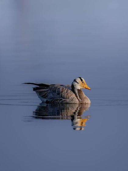 A Bar-headed goose swimming peacefully, its reflection captured in the calm blue water. These geese are famous for being among the highest-flying birds in the world.