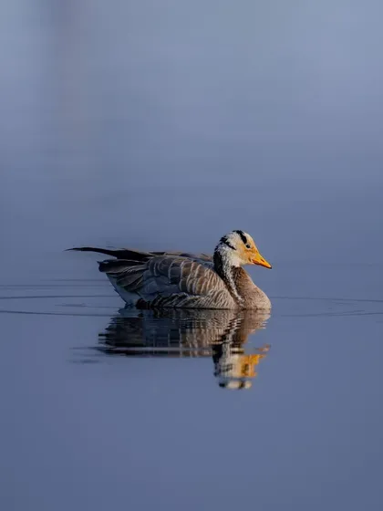 A Bar-headed goose swimming peacefully, its reflection captured in the calm blue water. These geese are famous for being among the highest-flying birds in the world.