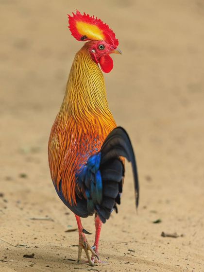 The Sri Lankan Junglefowl, the national bird of Sri Lanka. The male is strongly sexually dimorphic, with vivid plumage and a highly exaggerated wattle and comb.