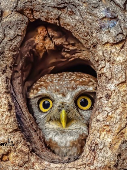 A curious Spotted Owlet peeking out from its home in a tree hollow. These intimate moments showcase the personality and character of nocturnal birds.