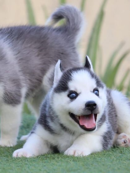 This happy Siberian Husky puppy is all smiles for the camera. His open-mouthed grin and bright eyes show what a joyful and friendly companion he will be.