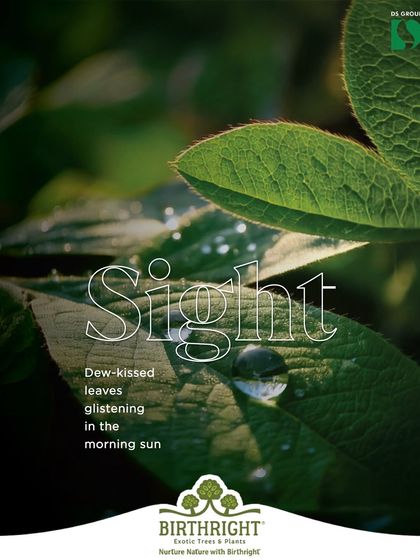 The sense of sight. There is nothing more beautiful than dew-kissed leaves glistening in the morning sun. It's these small moments that connect us to nature.