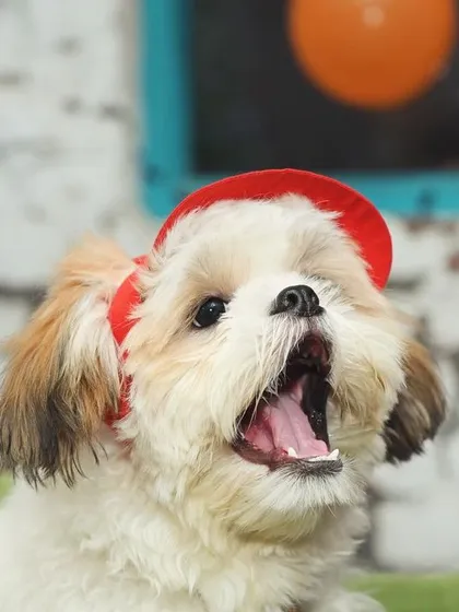 A happy Shih Tzu in a red hat, perfectly capturing the fun and welcoming spirit of Barkstreet.