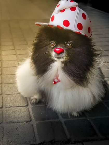 Bringing in the laughs, this little Pomeranian is dressed as a clown with a polka-dot hat and a red nose. These fun, imaginative portraits are guaranteed to make you smile.