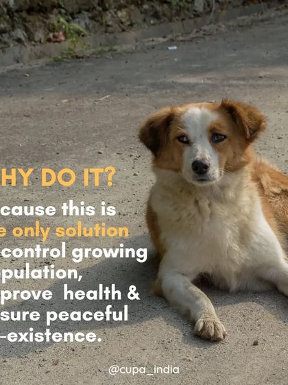 Cupa - Spay/Neuter & Animal Birth Control Our Dog Sterilization Program photo 15