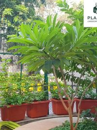 Garden and Plant Maintenance