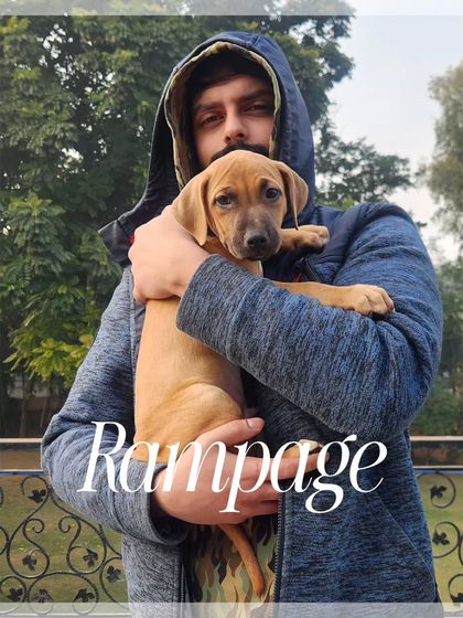 And this is Rampage, the third pup from an excellent working line. It's exciting to see the potential in these young dogs and plan for their future in dog sports.