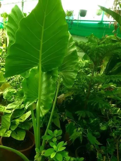 Large-leafed plants like this Alocasia, or Elephant Ear, create a bold tropical statement. I can help select the right large-scale plant to act as a living centerpiece for your home or office.