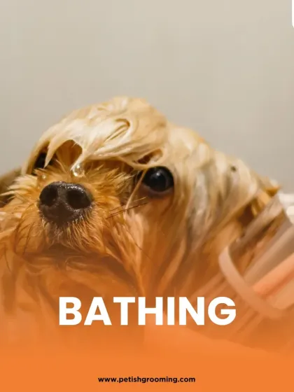 Petish Grooming - Mobile Grooming for Dogs & Cats Our Full Grooming Process photo 4