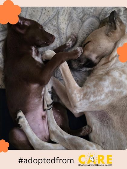 Charlie's Animal Rescue Centre - Animal Rescue & Adoption Happy Tails: Our Adoption Stories photo 3