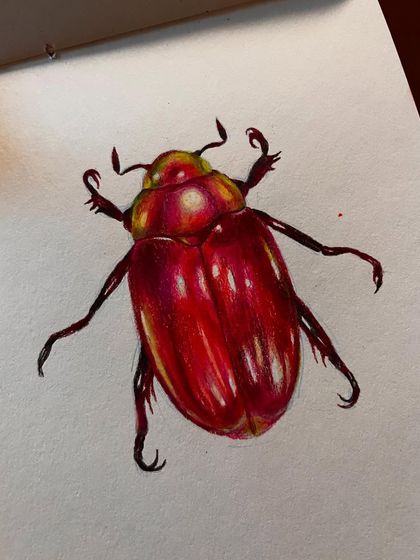 A detailed, realistic study of a red beetle, drawn with colored pencils.