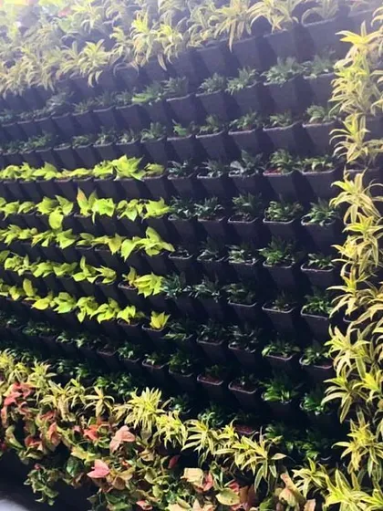 It took 650 plants to create this incredible backyard transformation. This wide view shows the scale of the project and how a vertical garden can turn a plain boundary wall into a massive living feature.