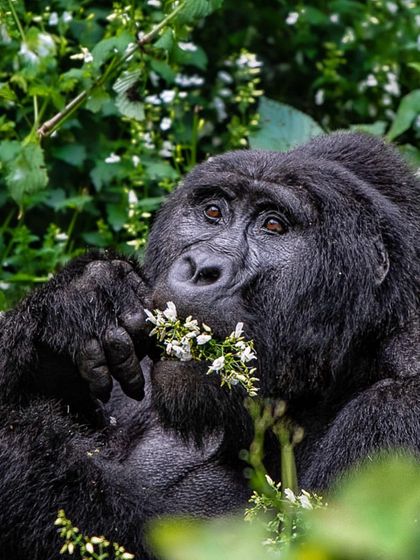 African Journeys: Savannahs, Jungles, and Great Apes photo 36