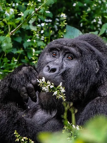A handsome silverback gorilla seems to pose for a valentine. These gentle giants live high in the mountain forests, and trekking to see them is a physically demanding but incredibly rewarding experience.