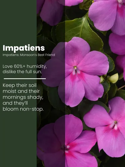 Impatiens are the monsoon's best friend. They love high humidity and dislike full sun, so keep their soil moist in a shady spot, and they'll reward you with non-stop purple blooms.