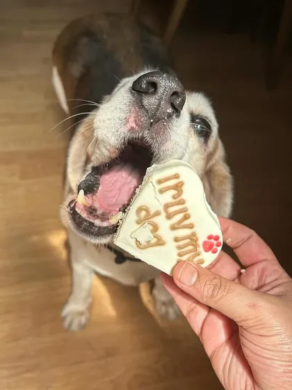Another happy customer enjoying the "I Ruv My Dog" treat. The excitement is clear on this Beagle's face!