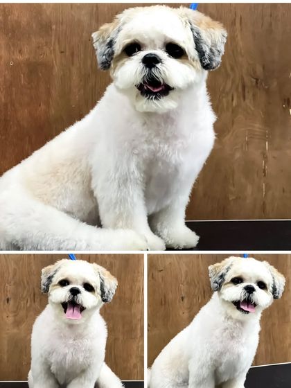 Pets Forever - Full Service Dog Grooming Shih Tzu Styling: My Specialty photo 29