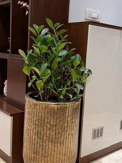 The pot is just as important as the plant. For this bushy Ficus, I chose a cylindrical planter with a ribbed, antique gold finish to match the warm tones of the client's wooden furniture.