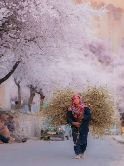 A woman carries a bundle of hay through a street lined with blooming apricot trees in Kargil. This image captures the beautiful intersection of daily life and natural wonder.