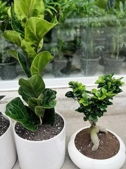 A close-up view of a Fiddle Leaf Fig and a Ginseng Ficus Bonsai. These plants offer unique aesthetics and are excellent choices for premium office or home decor gifts.