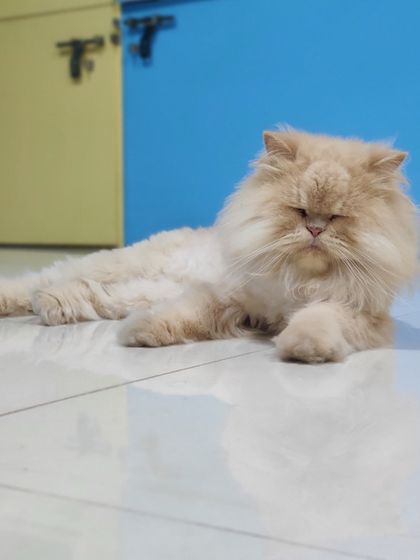 Sammy's Nest - Home Boarding for Small Pets Happy Cats: Our Boarding Guests photo 73