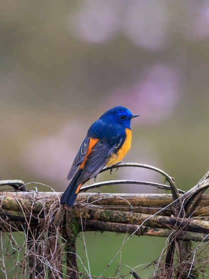 A Blue-fronted Redstart, a member of the Old World flycatcher family, perched on a rustic fence in the Himalayas.