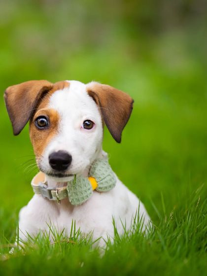 This is Frankie, an adorable indie puppy who found his forever home! His curious head tilt and sweet eyes surely helped capture his new family's heart.