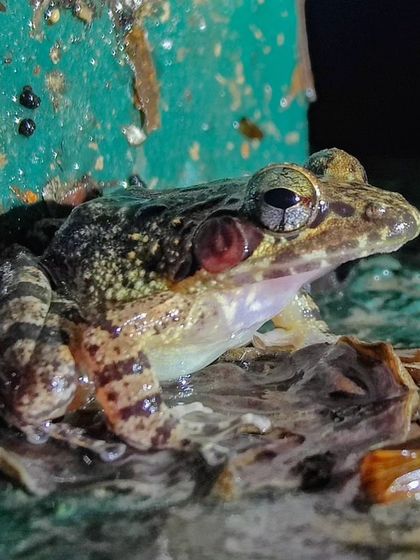 A large bullfrog resting near a drain pipe, showcasing the surprising wildlife that can be found right within the camp premises.