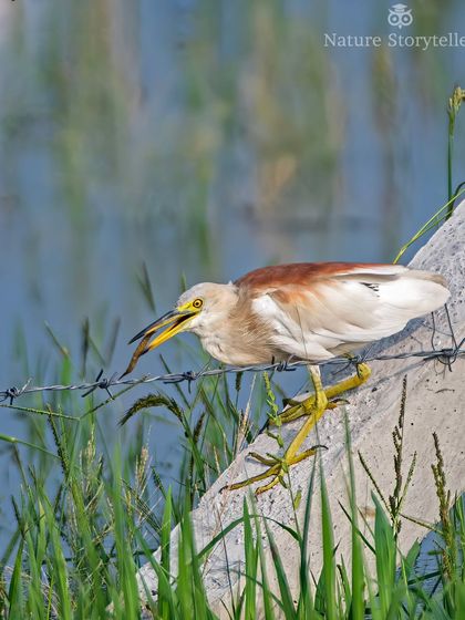 An Indian Pond Heron with a freshly caught fish. The focus here was capturing the moment of success, with the bird navigating a man-made obstacle, a barbed-wire fence, to secure its meal.