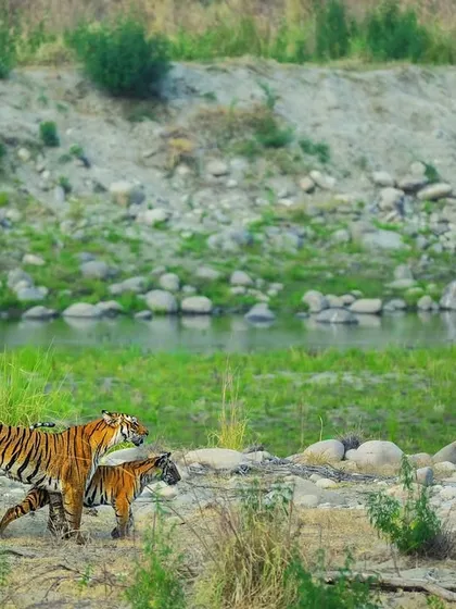 A tigress guides her cub along the riverbanks in Corbett National Park. This quiet moment of teaching and protection is what I seek to document. It’s not just about the big cats, but about the continuation of their lineage and the fragile ecosystems they depend on.