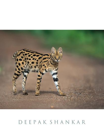 Grace in every step. The Serval is like a supermodel of the cat world, with its long legs and elegant stride. It was a pleasure to capture this one on its runway.
