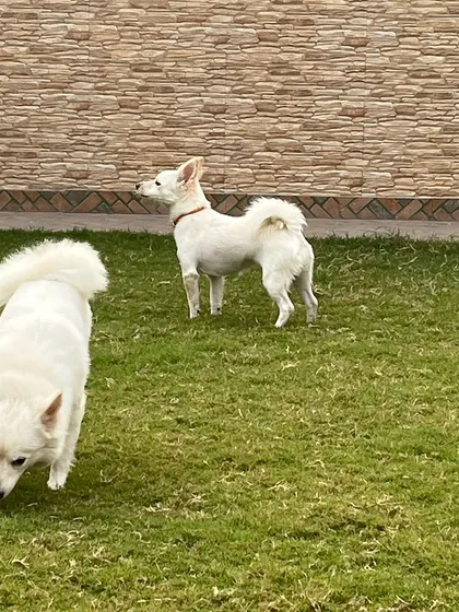 My beautiful world, featuring two playful white Pomeranians enjoying the freedom of our grassy park.