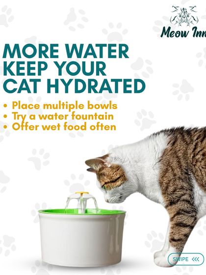 Meow Inn - Cat Hotel & Boarding Your Guide to Feline Wellness photo 18