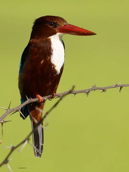 A White-throated Kingfisher sits patiently on a thorny branch against a clean green background. Its powerful red beak and crisp white chest are the focal points of this sharp portrait.