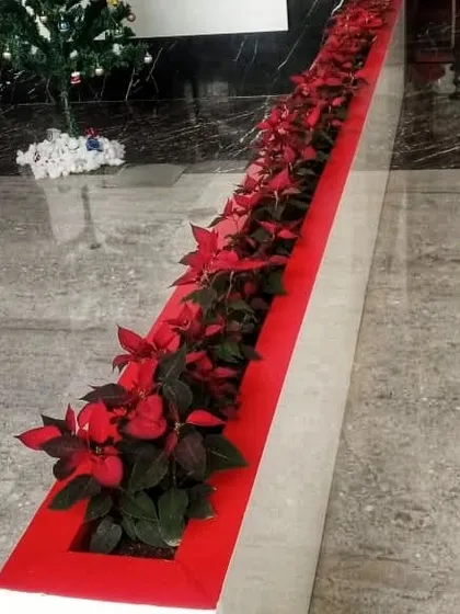Decking the halls of a corporate client's office with festive Red Poinsettias. We provide plant maintenance services to ensure corporate spaces stay vibrant through the holidays.