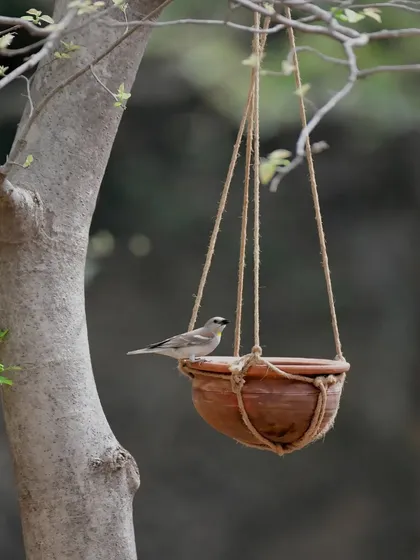 A Yellow-throated Sparrow finds a moment of rest on a water feeder, a small offering that helps our local birds thrive.