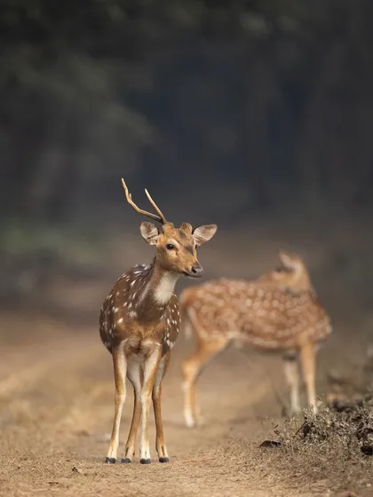 A duplicate of image 129, the young stag's curiosity is palpable in this engaging portrait.