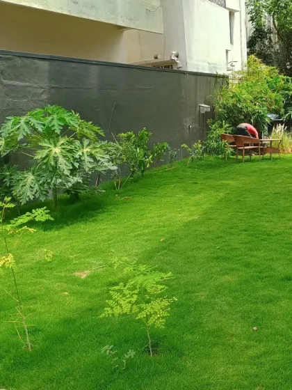 The same residential garden from a different angle, showing the spacious lawn area perfect for family activities. The dark grey wall provides a modern backdrop for the new papaya and other young trees.
