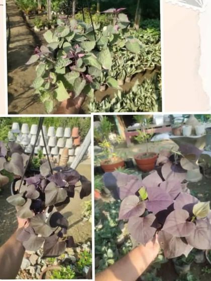 A collage of the Sweet Potato Vine. It comes in different colors like deep purple and lime green and is a fast-growing trailing plant for balconies.