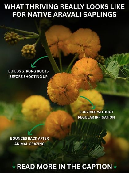 This infographic explains what thriving really looks like for a native Aravali sapling. Success isn't just about height; it's about building strong roots, surviving without irrigation, and bouncing back from grazing.