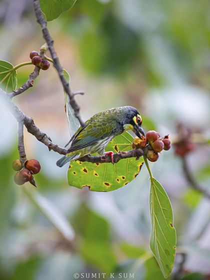 A Coppersmith Barbet enjoying ripe banyan fruits. These trees are a banquet for many bird species, and it's always rewarding to wait and watch.