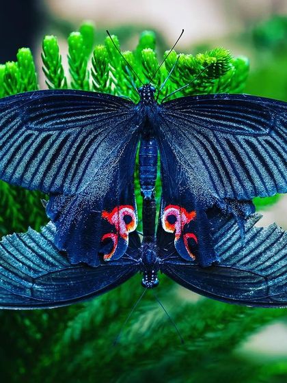 A stunningly symmetrical shot of a mating pair of butterflies, their dark, patterned wings creating a near-perfect reflection. This image captures a rare moment of natural artistry and connection.