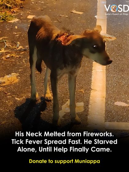 Muniappa's neck was severely burnt by fireworks, and he was starving and suffering from tick fever. Our celebrations can be a death sentence for stray animals. He is now healing at our on-site hospital.